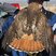Red-tailed Hawk